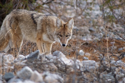 coyote in death valley 3