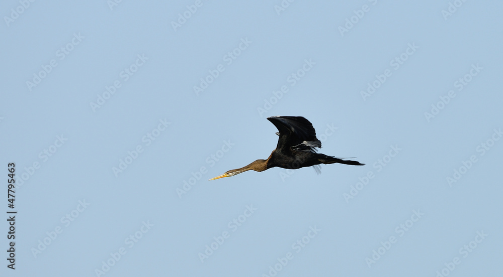 Obraz premium Flying Tropical bird Darter