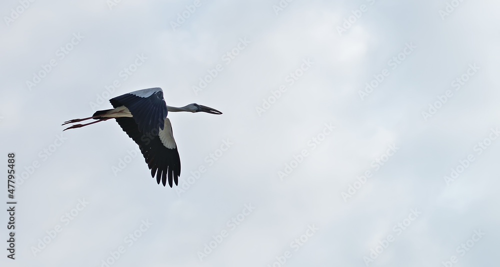 Obraz premium Flying Tropical bird heron