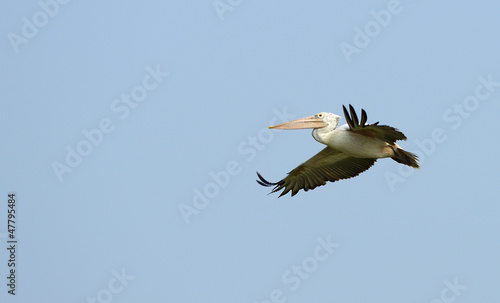 Flying pelican © Olga Galushko