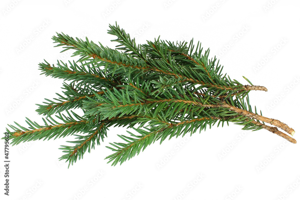 Obraz premium Spruce branches on a white background