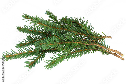 Spruce branches on a white background