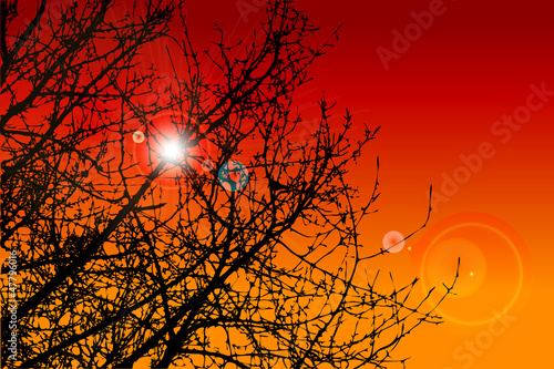 Silhouette Baum Abend Sonnenuntergang