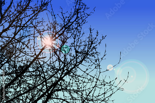 Silhouette Baum Morgen Sonnenaufgang