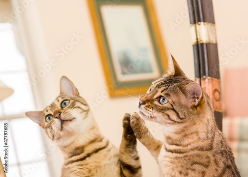 Foto Orange brown bengal cat reflecting in mirror