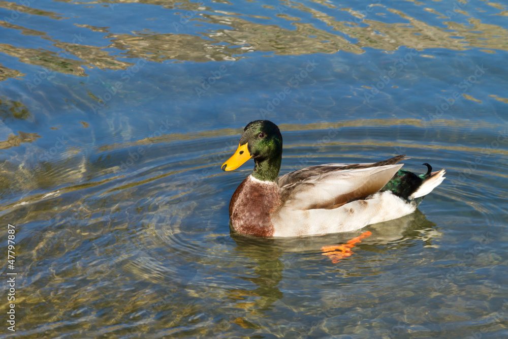 Fototapeta premium Duck ( Anas platyrhynchos)