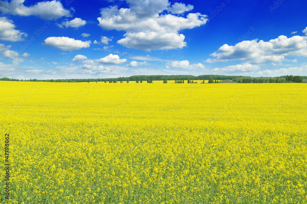 spring field spring field