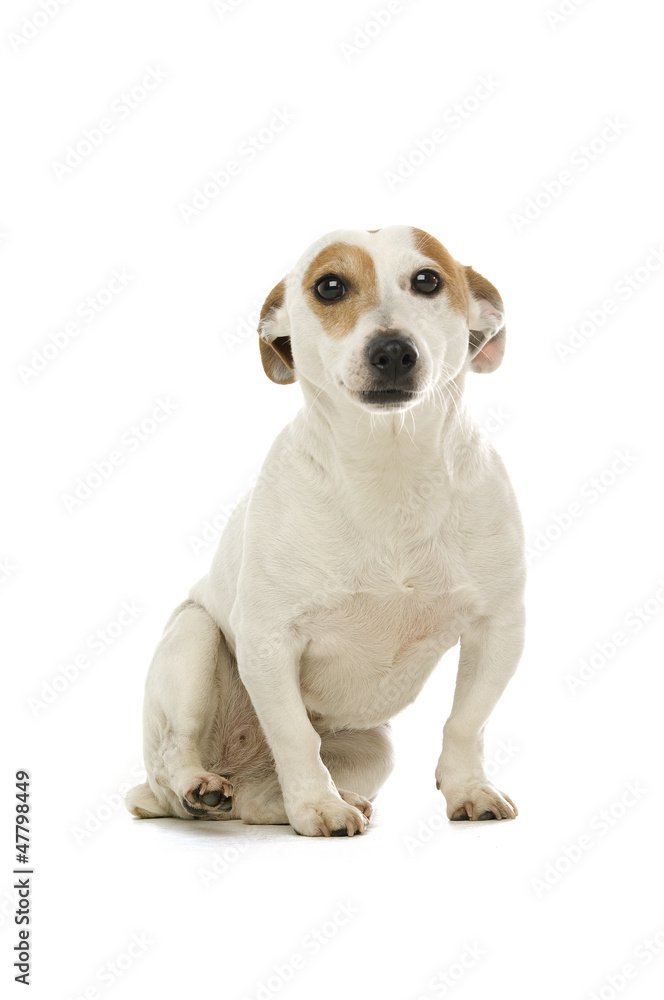 Jack Russell Terrier in a pale blue bucket isolated on a white b