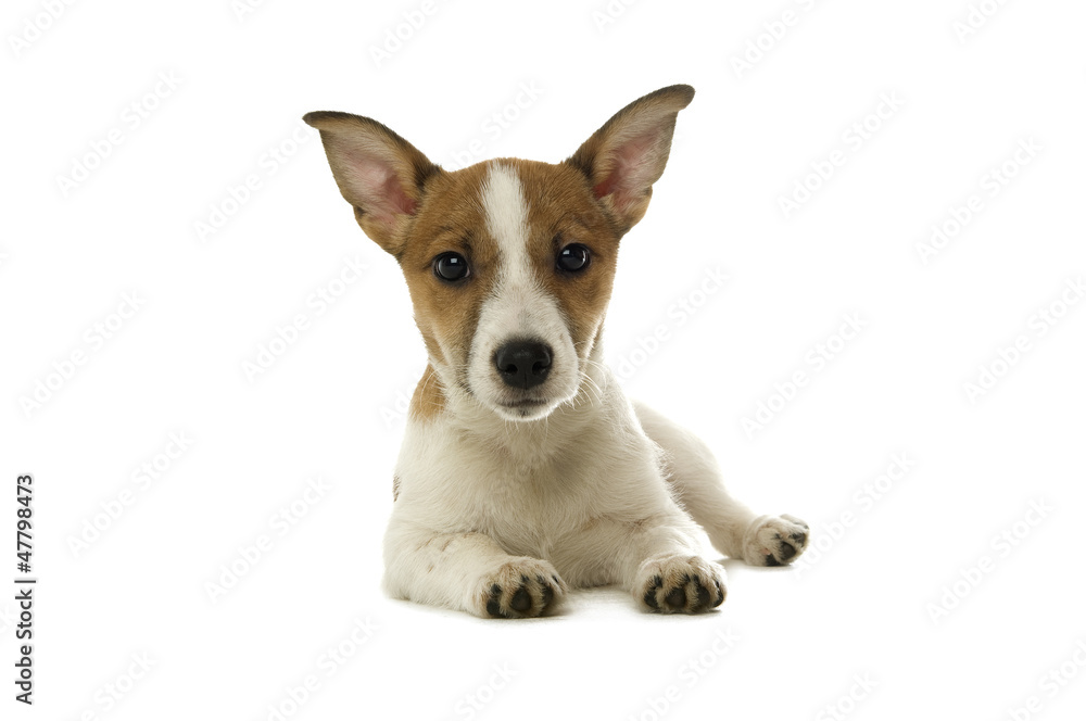 Jack Russell Terrier laid isolated on a white background