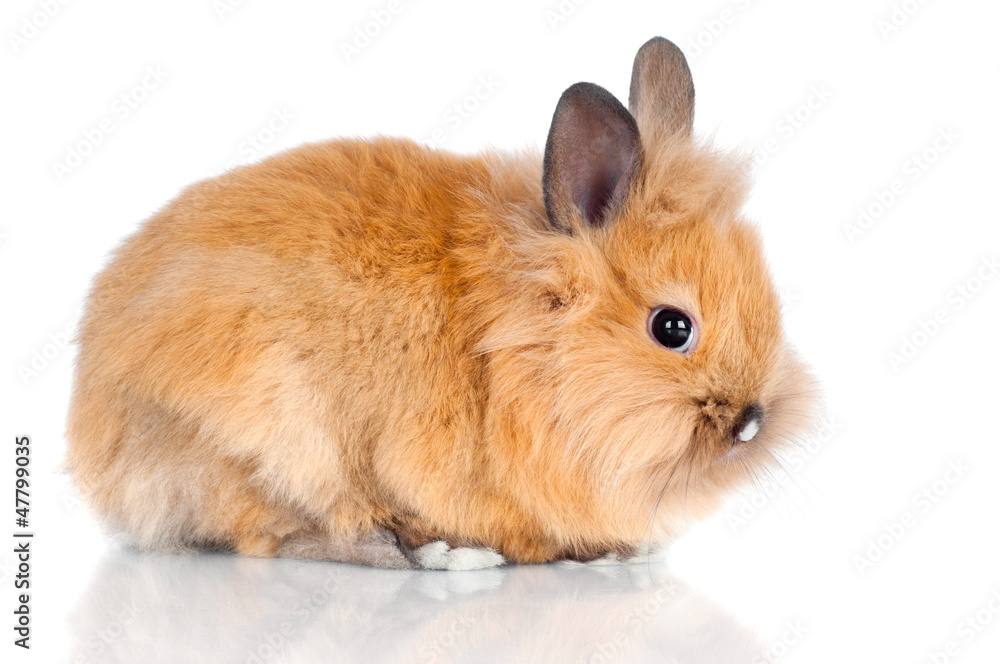 red little rabbit isolated on white