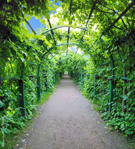 Green archway in a garden. Peterghof.St.Peterburg #47799899