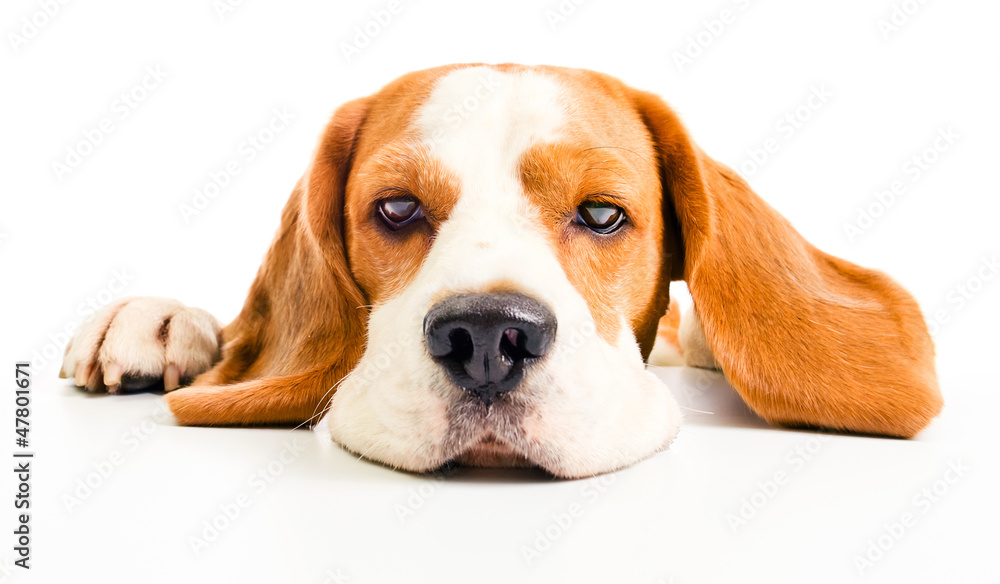 beagle head