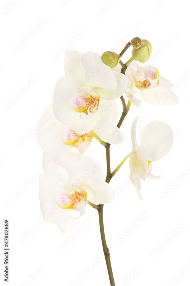 Fototapeta premium beautiful orchid, isolated on white