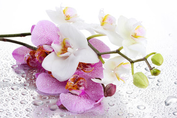 Poster Orchidee Roze witte orchideeën met druppels  © Africa Studio