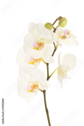 beautiful orchid  isolated on white