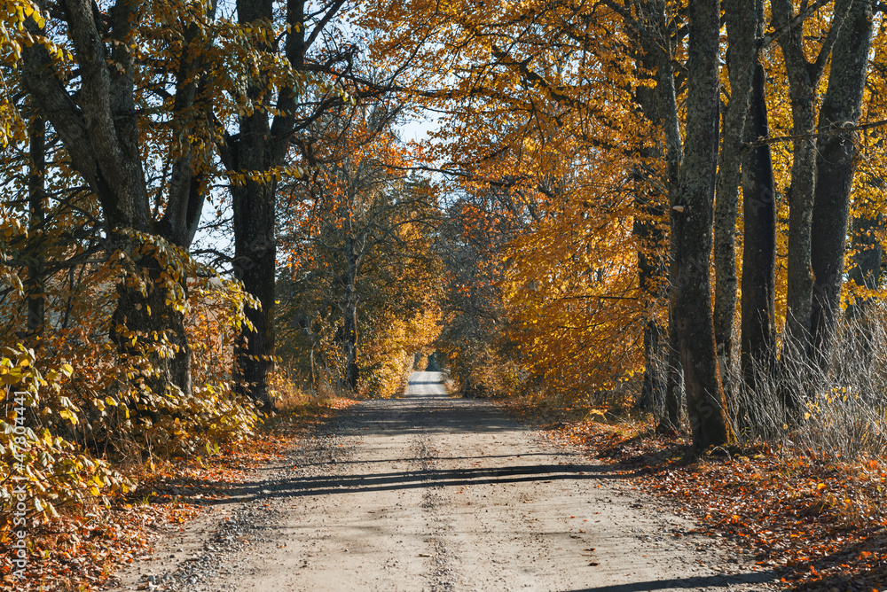 Naklejka premium Country road at autumn