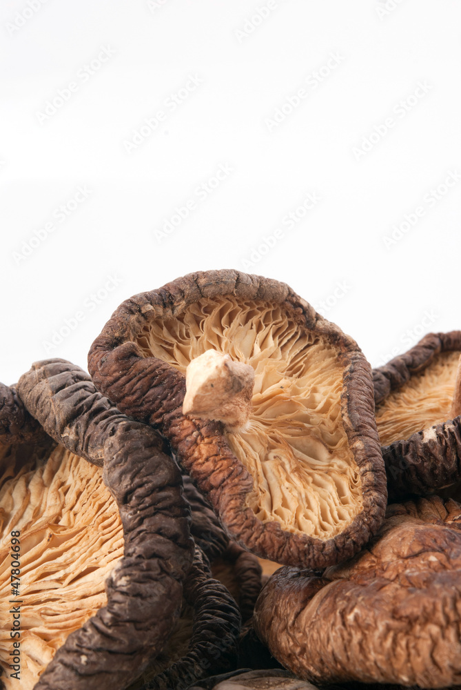 Shiitake Shiitake