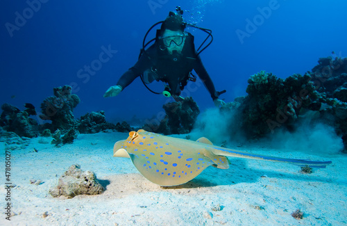Photography Diver and Bluespotted stingray