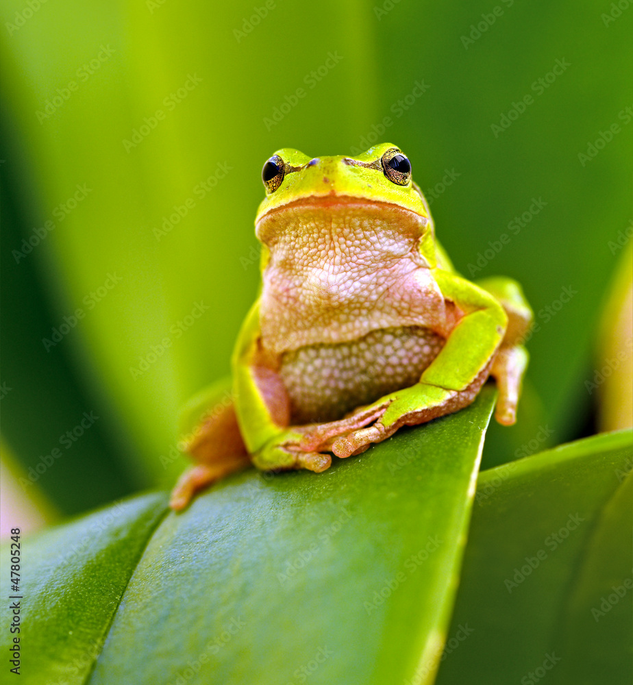 Naklejka premium Frog