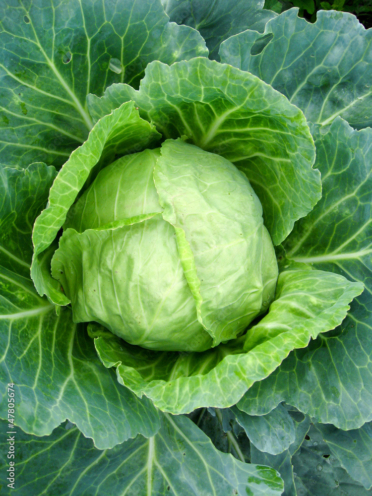 Fototapeta premium Big head of green cabbage