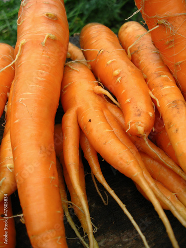 a bunch of pulled out carrots