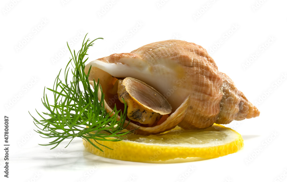 whelks with dill and lemon on a white background whelks with dill and lemon on a white background