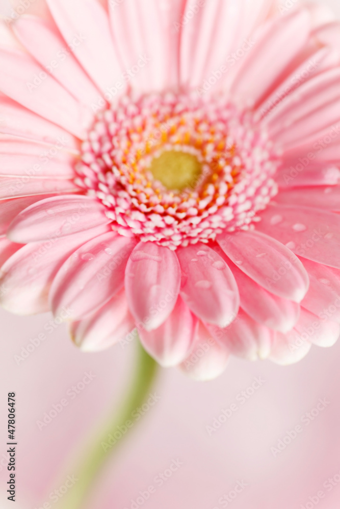 nice gerbera nice gerbera