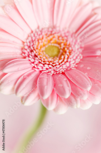 nice gerbera