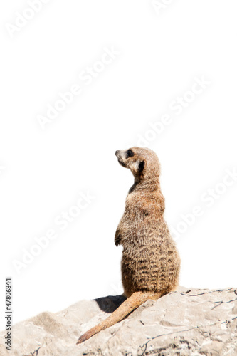 Portrait of a meerkat