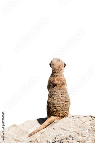 Portrait of a meerkat