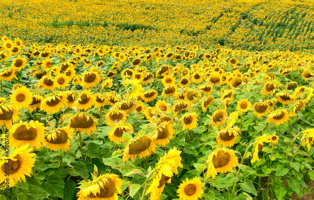 sunflower field sunflower field