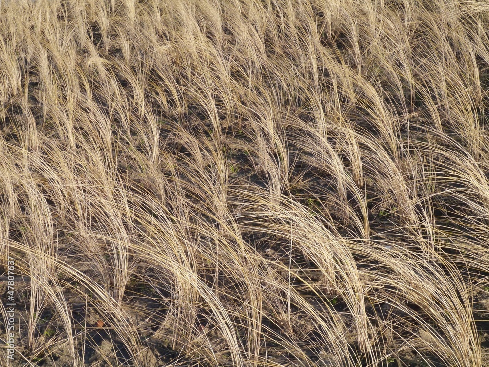Maran grass in the dunes of the Netherlands