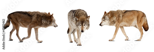 Set of few wolves. Isolated over white
