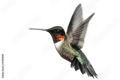 Valokuvatapetti Isolated Ruby-throated Hummingbird