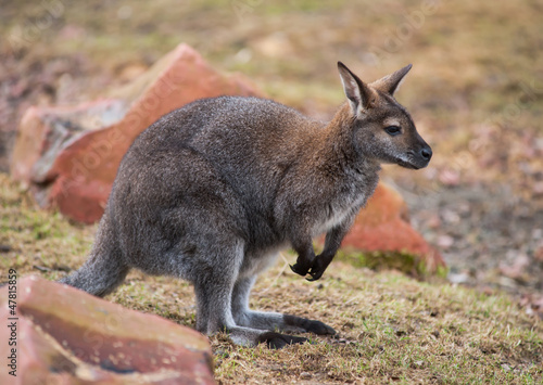Wallaby: wildlife and animals of Australia