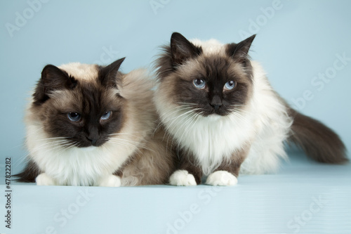 Fototapeta Naklejka Na Ścianę i Meble -  Raggdoll cat on blue background