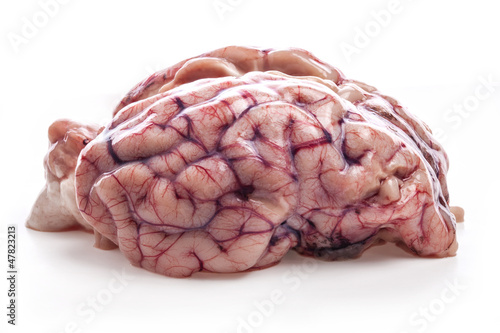 Cuadro en lienzo The sheep's brain isolated on white background