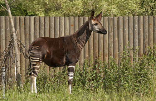 Okapi