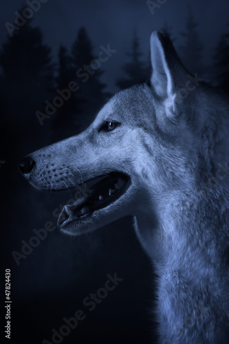 Grey wolf on a forest background