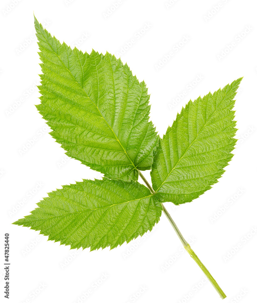 Three leaves of raspberry Three leaves of raspberry