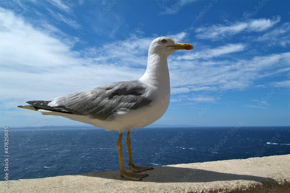 Obraz premium goeland sur les remparts de Bonifacio, Corse