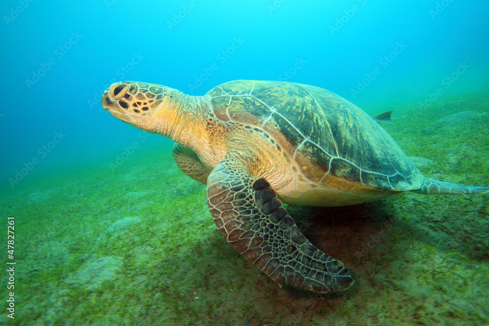 Fototapeta premium Diving in the Red Sea