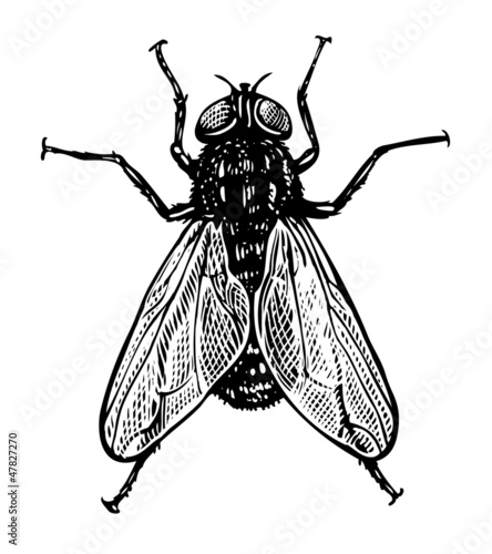 Vector illustration of fly in vintage engraved style
