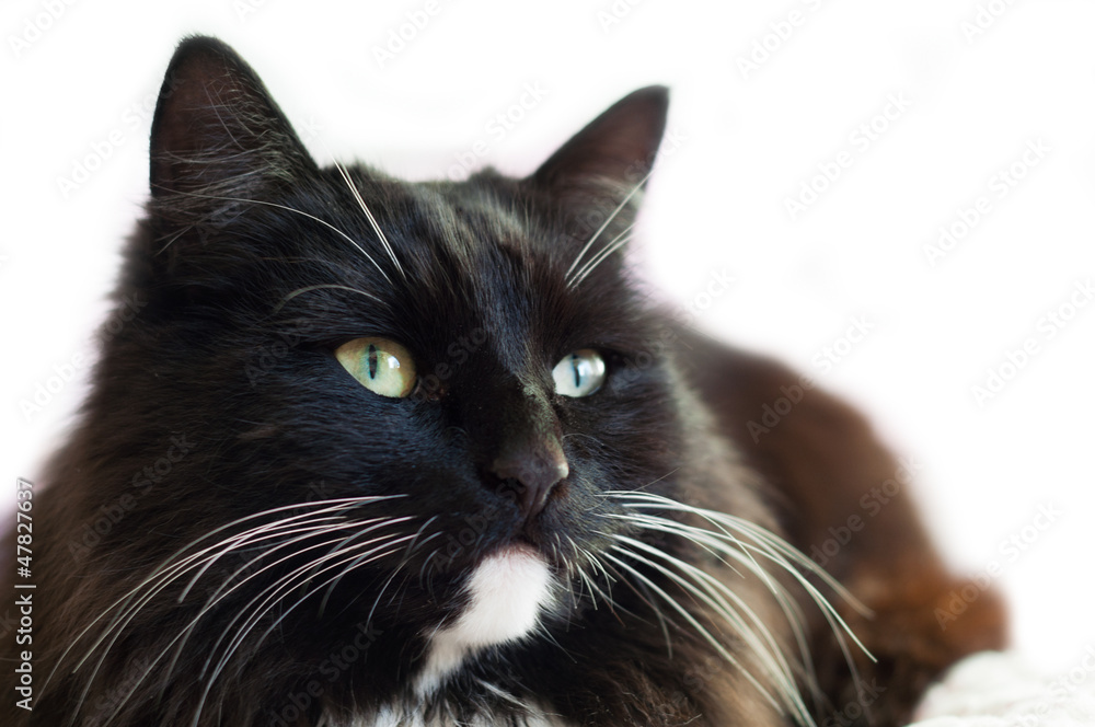 Black and white cat lying on a bed.