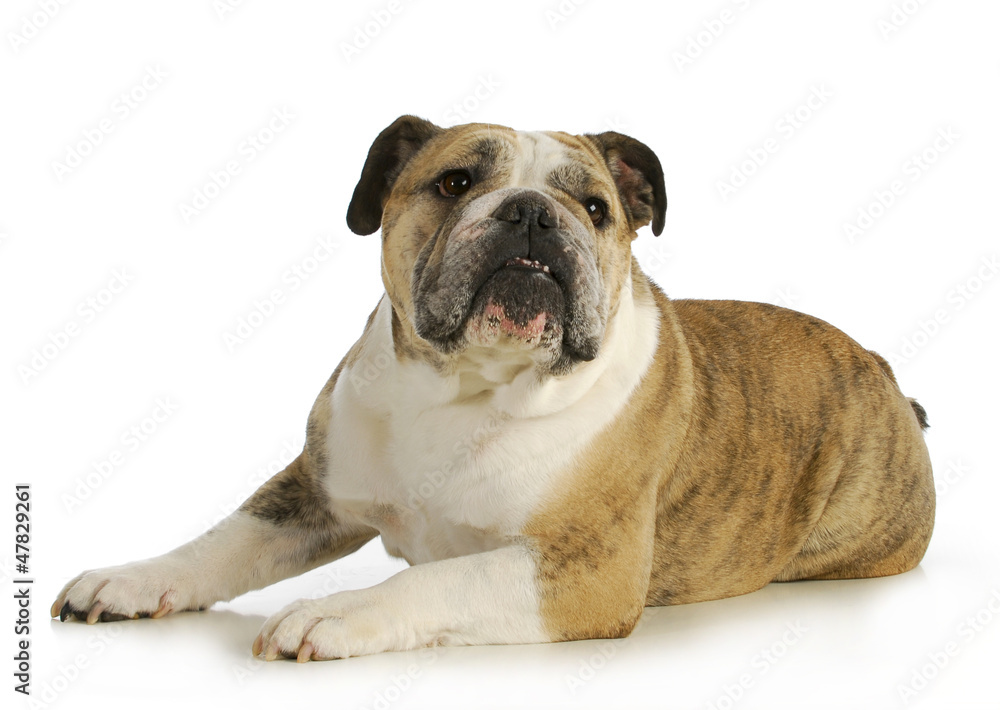 english bulldog