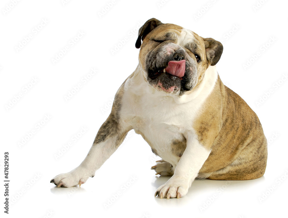 Obraz premium funny dog licking
