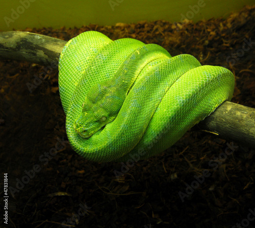 snake
