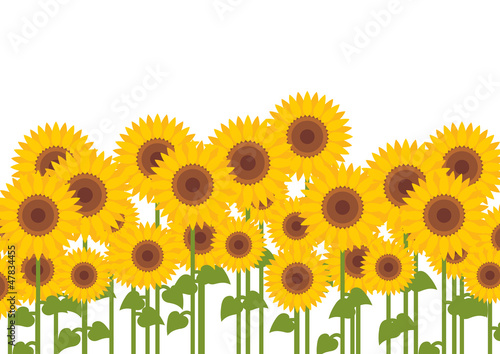 Yellow sunflowers