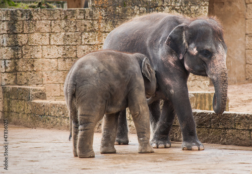 Feeding the elephant calf by female