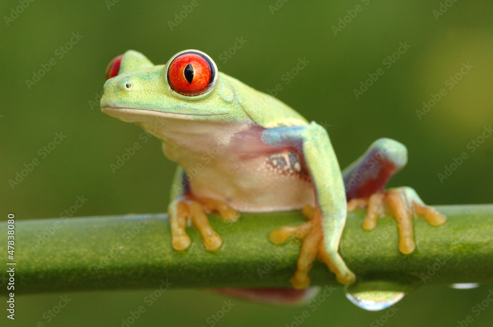 Obraz premium Red-eyed treefrog (Agalychnis callidryas)